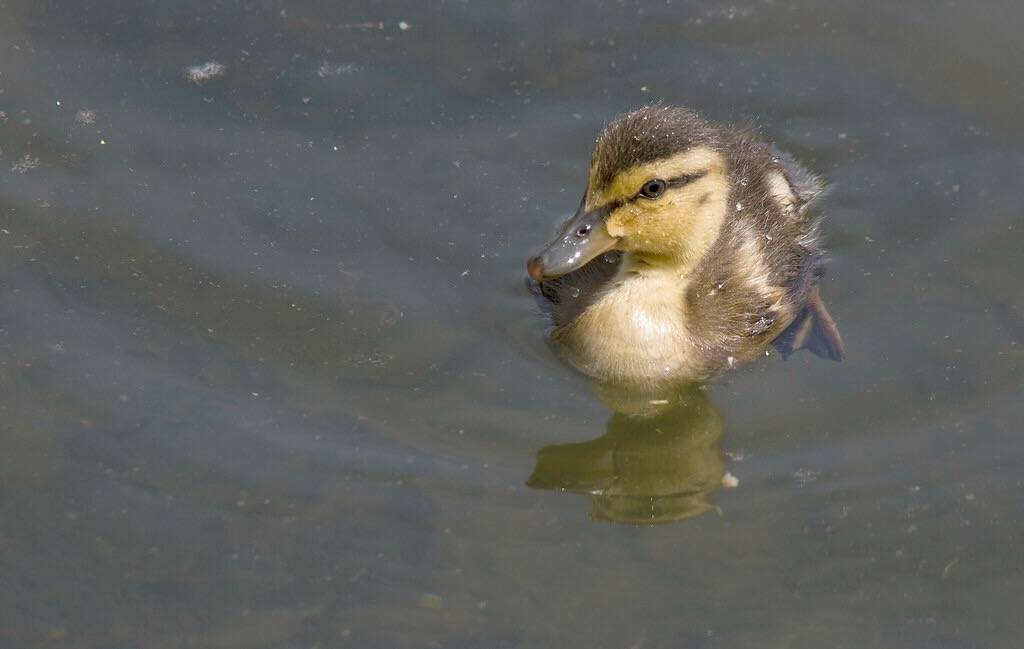 Lesser Scaup duckling by Dan Arndt is licensed under CC BY-NC-SA 2.0.
